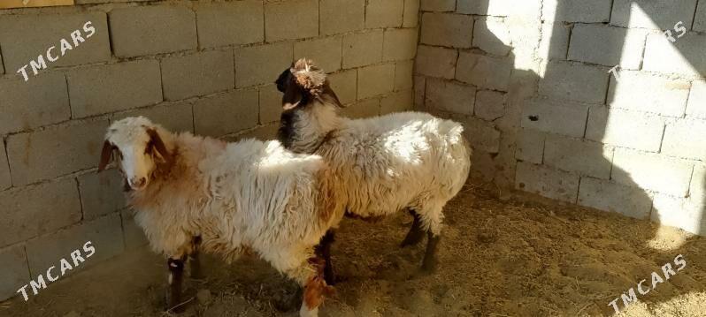 Işşek - Гёкдепе - img 2