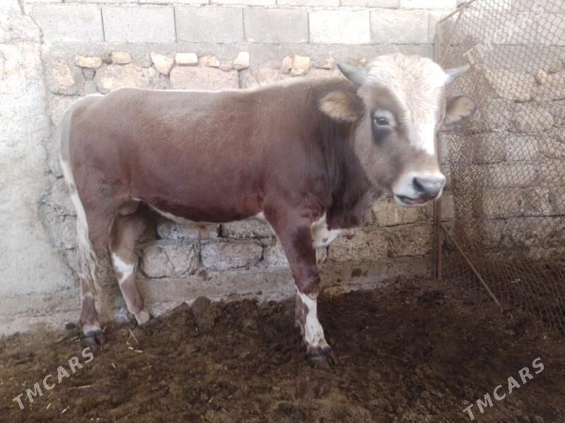 Okuz - Ак-Бугдайский этрап - img 2