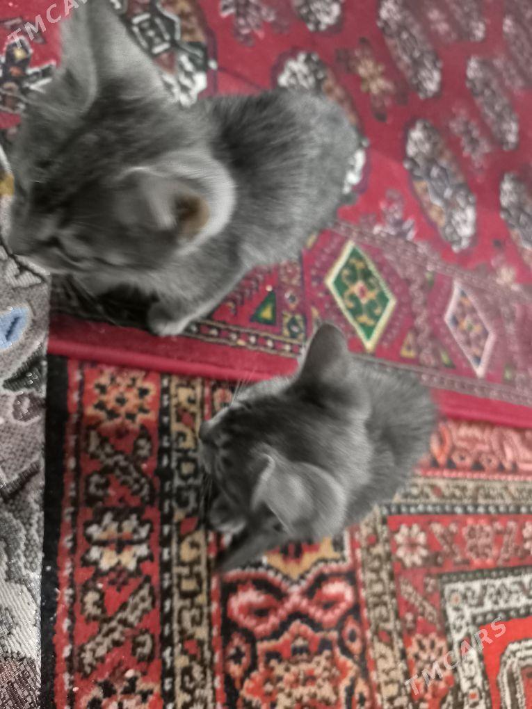 pişik - Gubadag - img 6