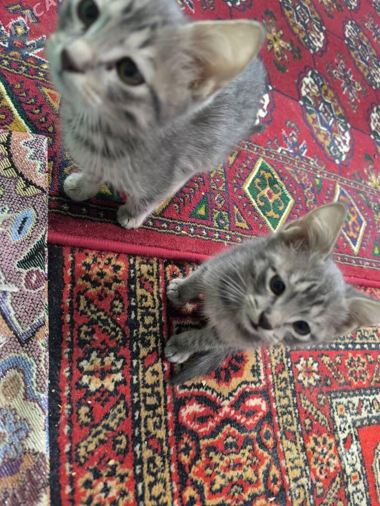 pişik - Gubadag - img 4