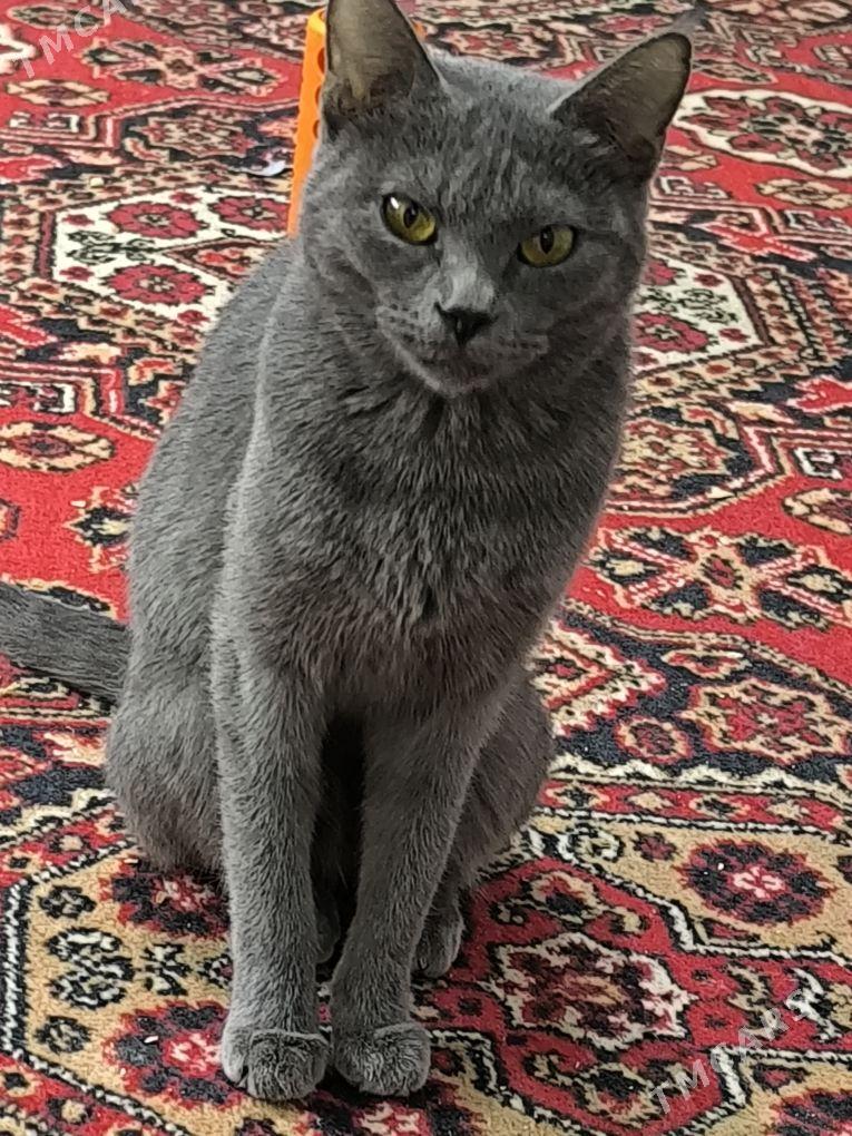 pişik - Gubadag - img 2