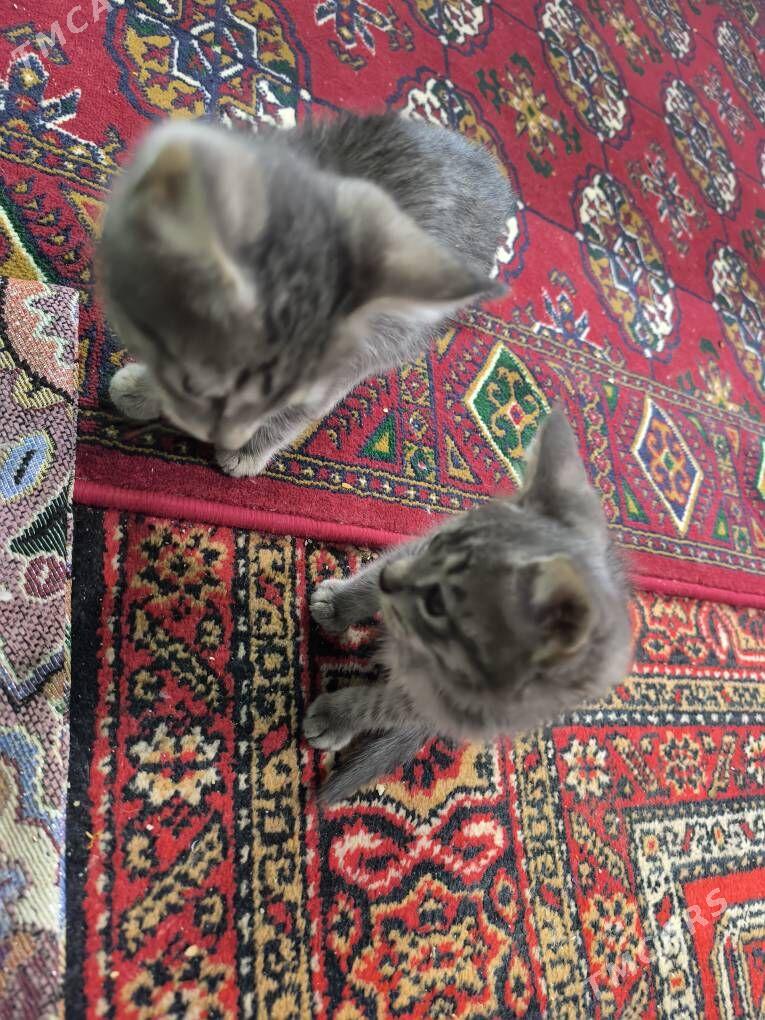 pişik - Gubadag - img 5