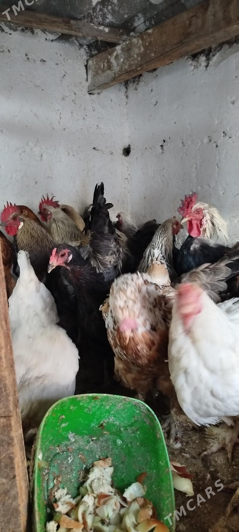 horazlar we towuklar - Gyzylarbat - img 3