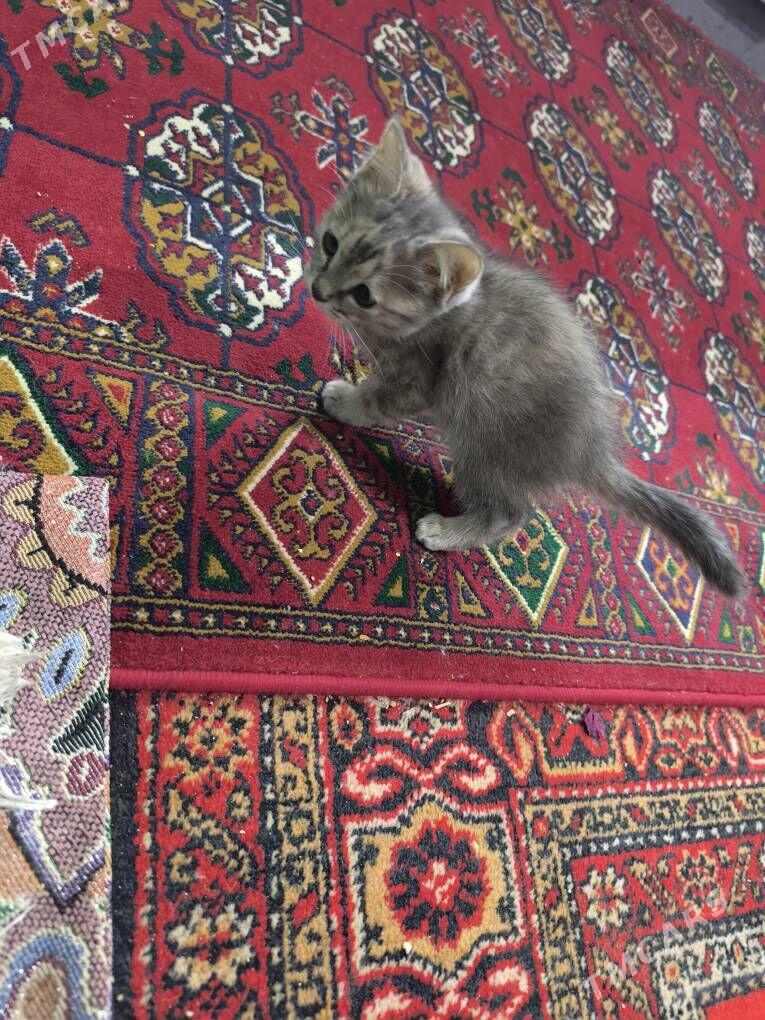 pişik - Gubadag - img 3