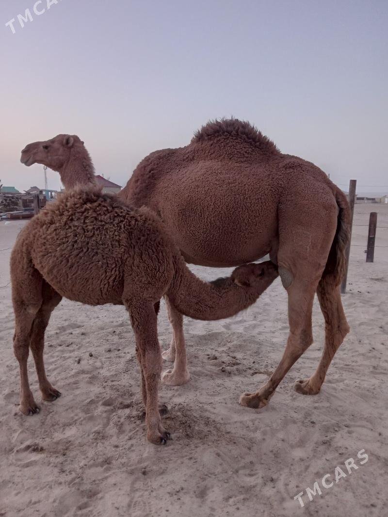 Torumly düýe - Берекет - img 2