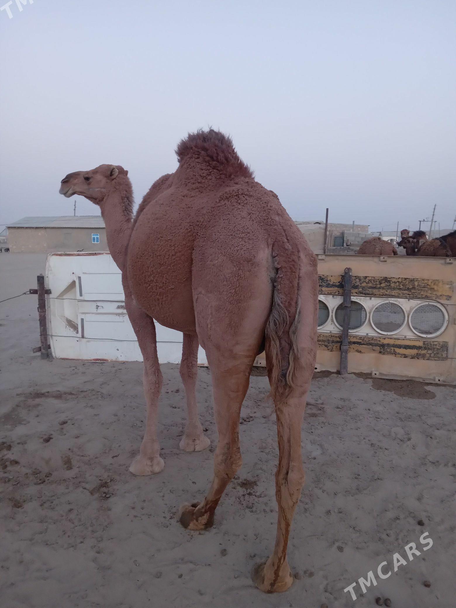 Torumly düýe - Берекет - img 3