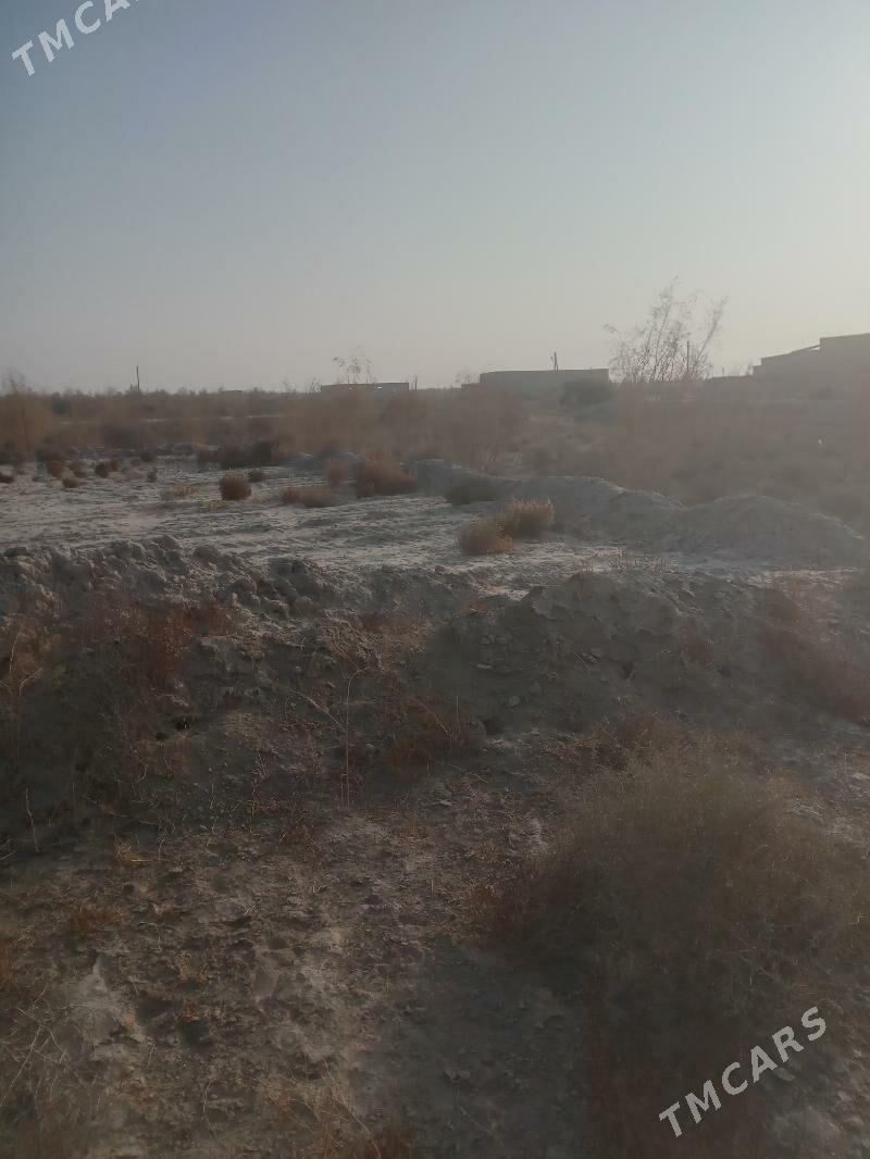 Satlyk çöl mellek - Saýat - img 1