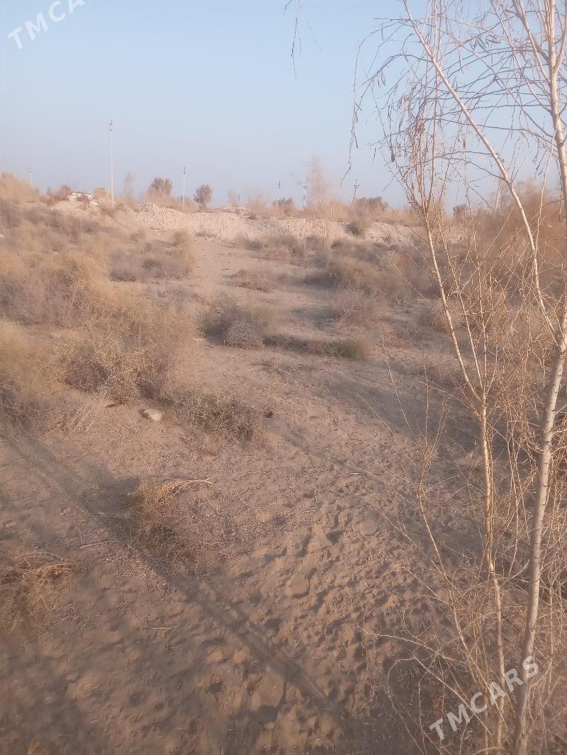 Satlyk çöl mellek - Saýat - img 3