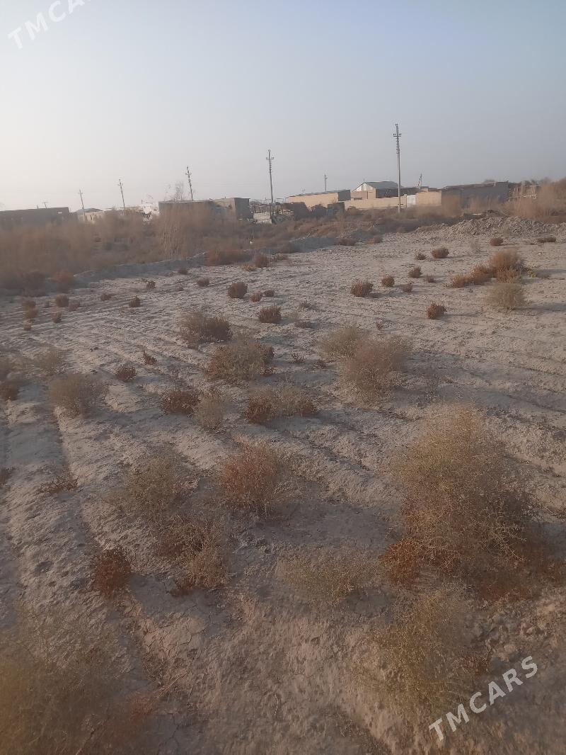 Satlyk çöl mellek - Saýat - img 4