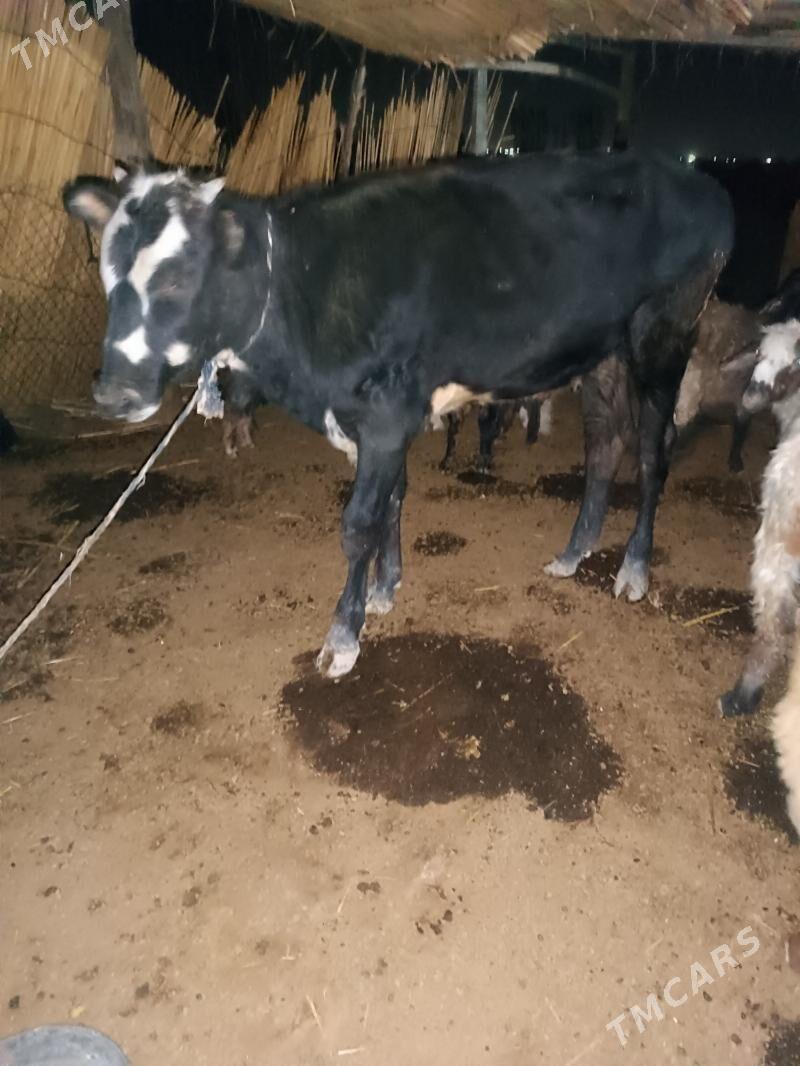 öküzçe - Мургап - img 3