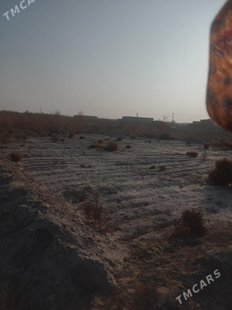 Satlyk çöl mellek - Saýat - img 6