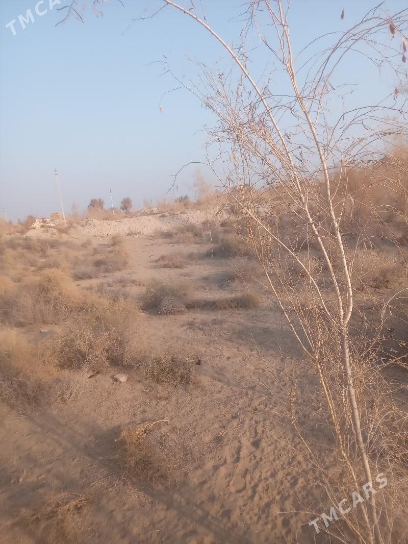 Satlyk çöl mellek - Saýat - img 5