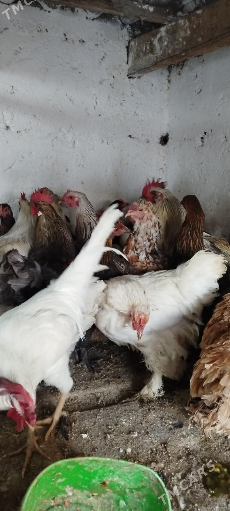 horazlar we towuklar - Gyzylarbat - img 2