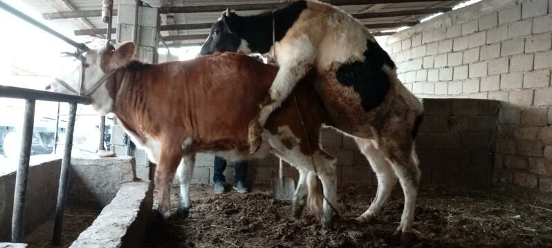 Öküz - Aşgabat - img 3