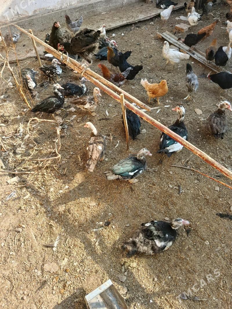 muskus ördek - Туркменабат - img 2