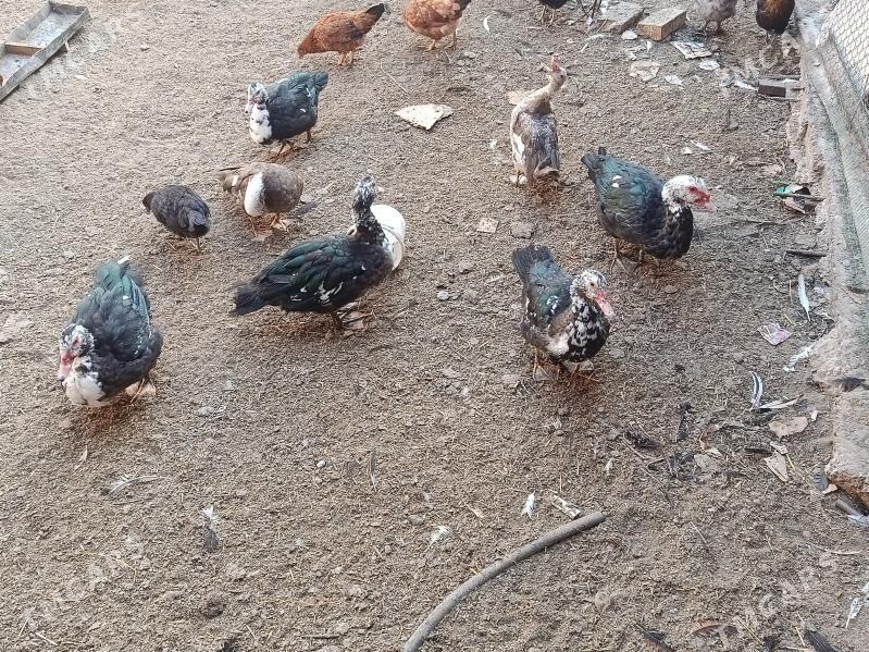 muskus ördek - Туркменабат - img 1