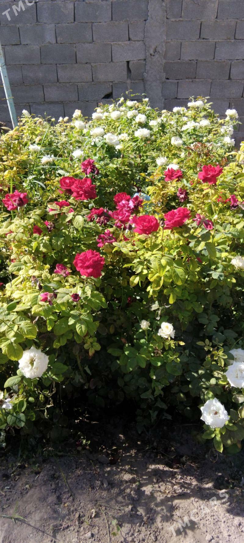 güll. - Gypjak - img 1