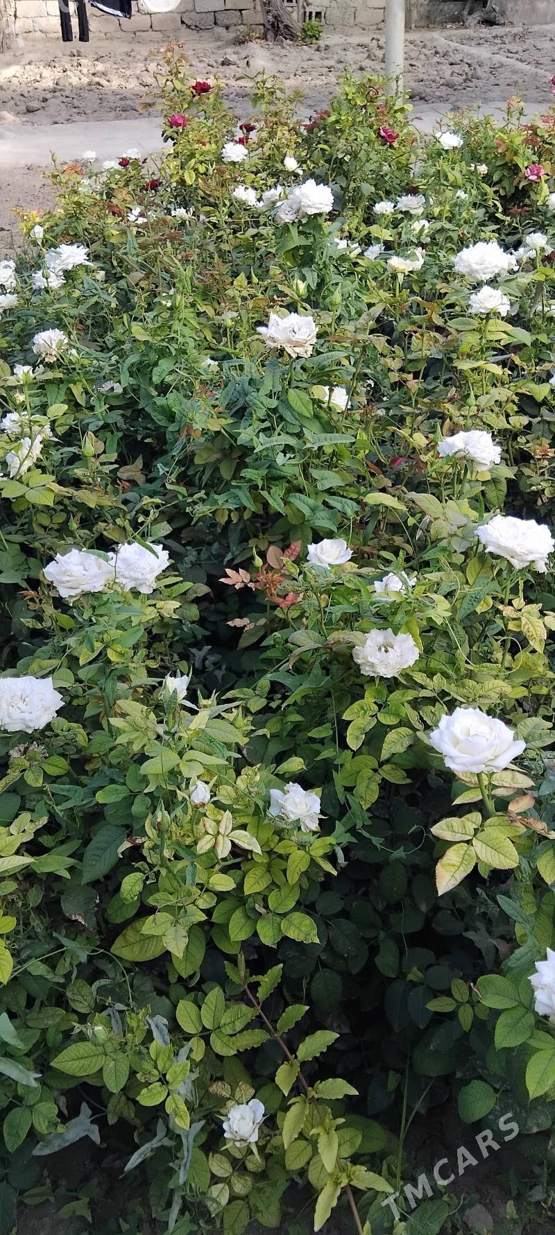 güll. - Gypjak - img 2