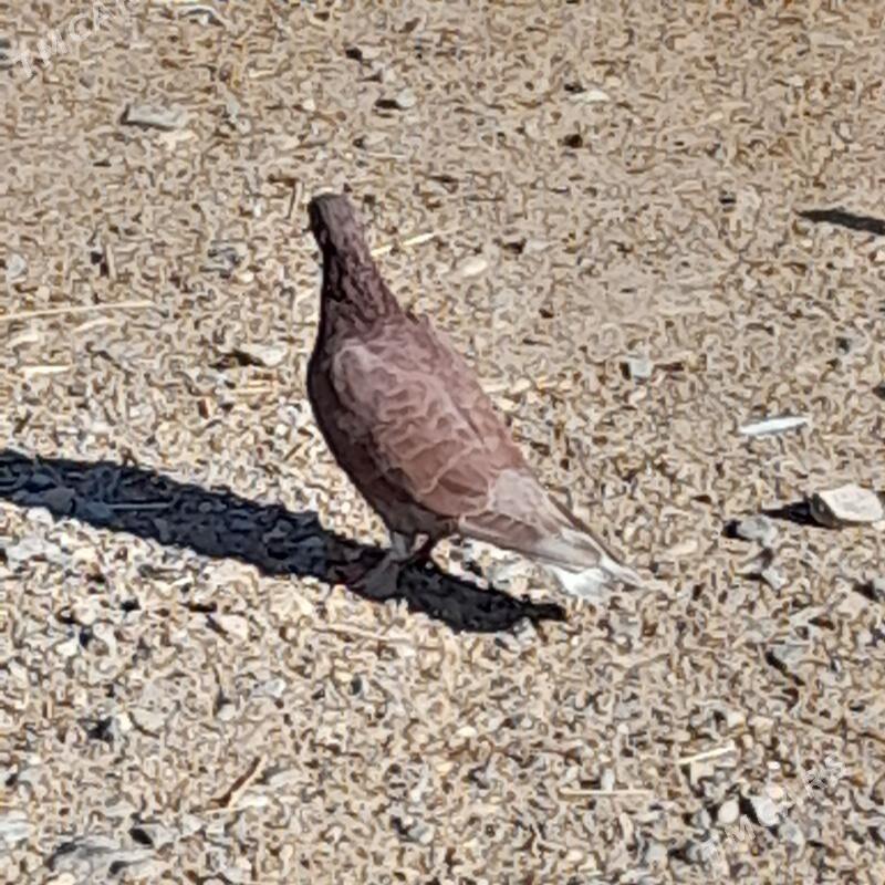 kepderi - Гызыларбат - img 2