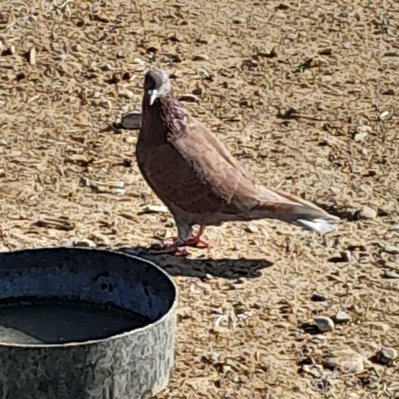 kepderi - Гызыларбат - img 4