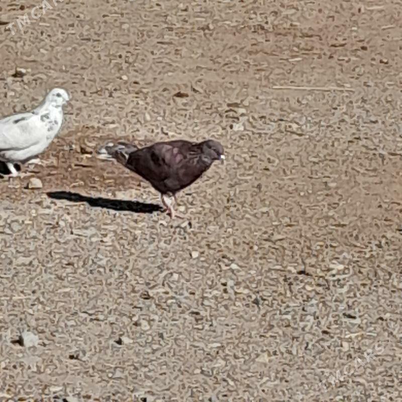 kepderi - Гызыларбат - img 5