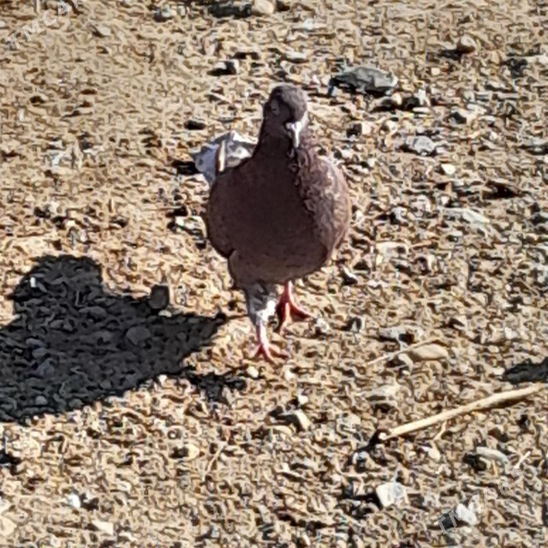 kepderi - Гызыларбат - img 3