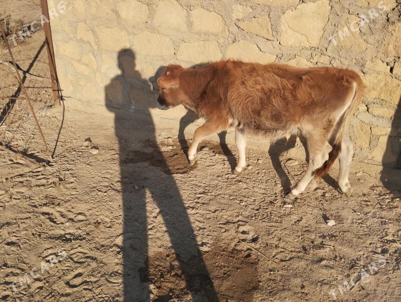 gacar - Эсенгулы - img 2