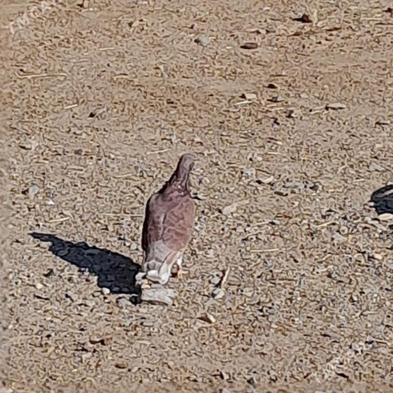 kepderi - Гызыларбат - img 6