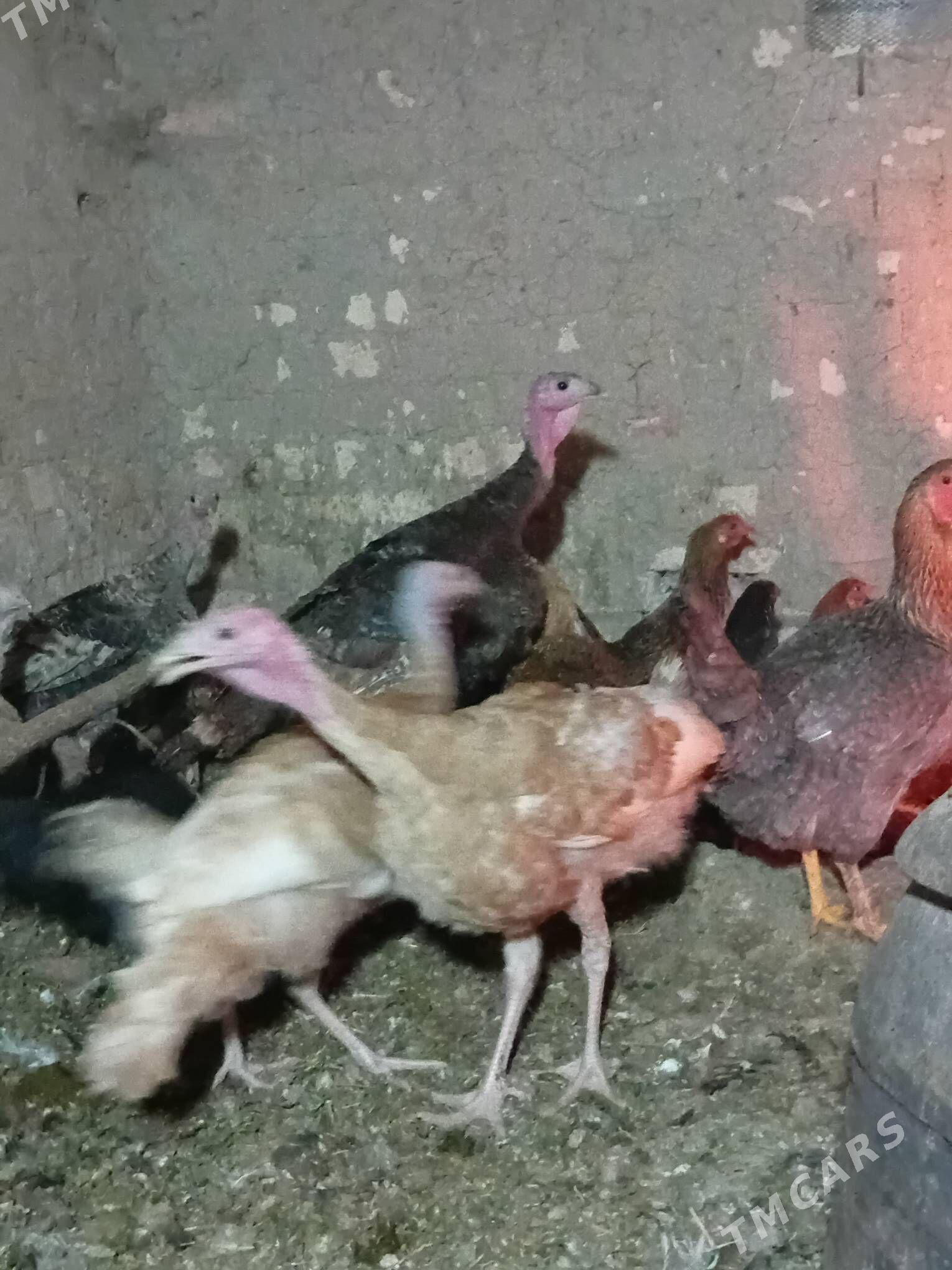 ınduk. 7  INDUK.7.8AYLYK - Baýramaly - img 5