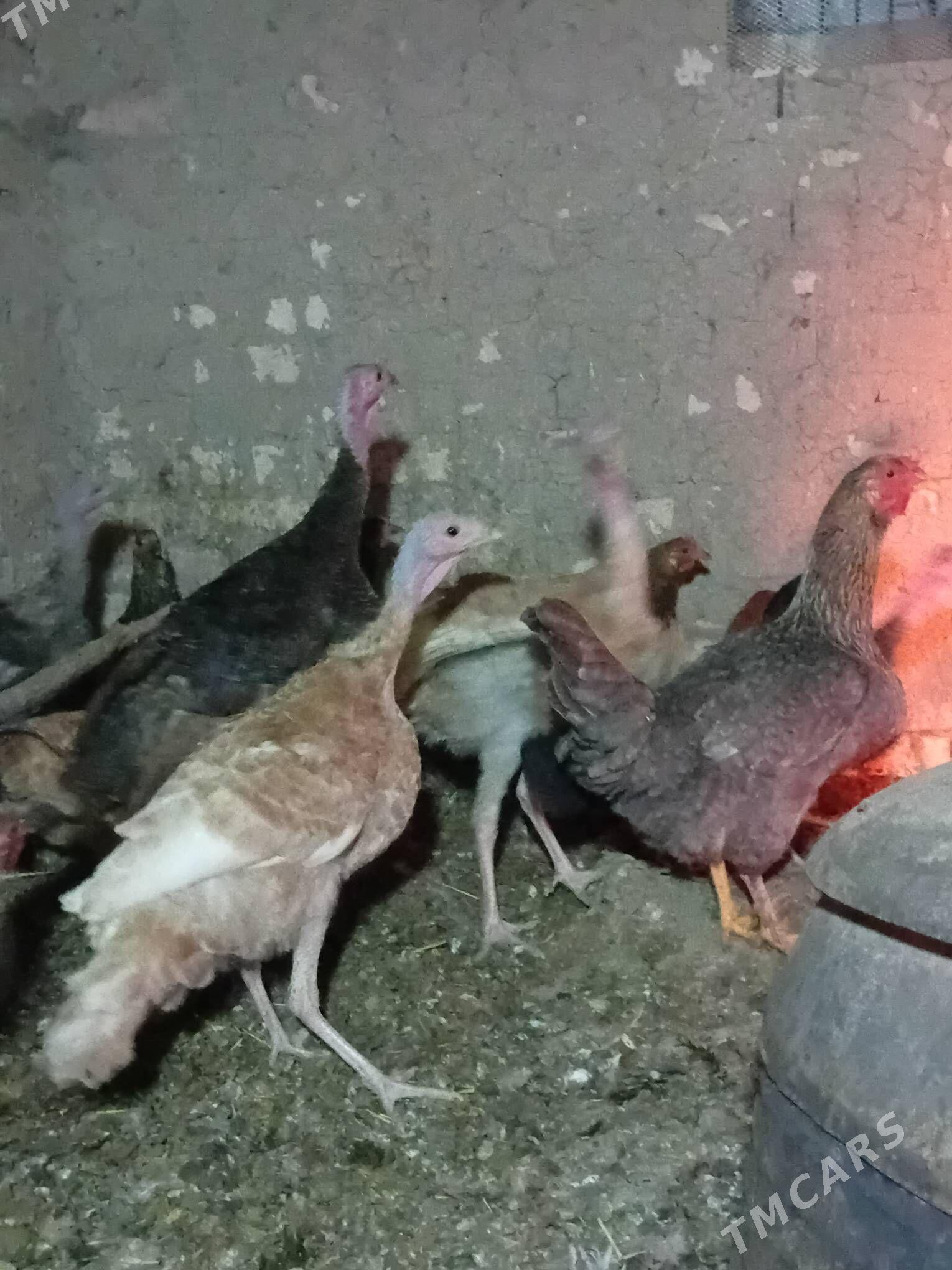 ınduk. 7  INDUK.7.8AYLYK - Baýramaly - img 4