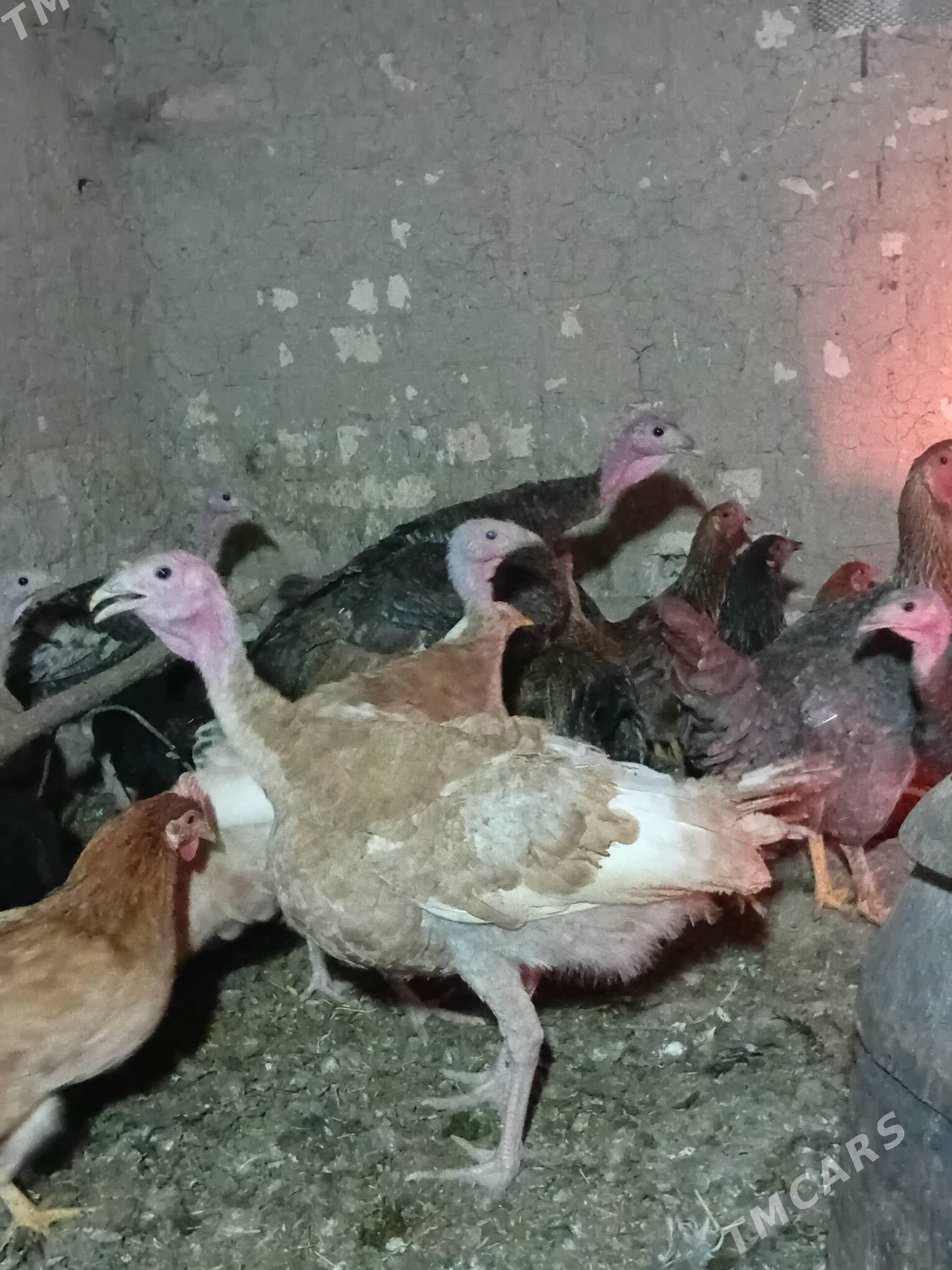 ınduk. 7 INDUK.7.8AYLYK - Baýramaly - img 1