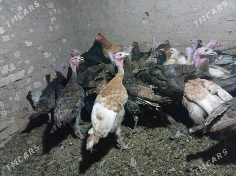 ınduk. 7  INDUK.7.8AYLYK - Baýramaly - img 3