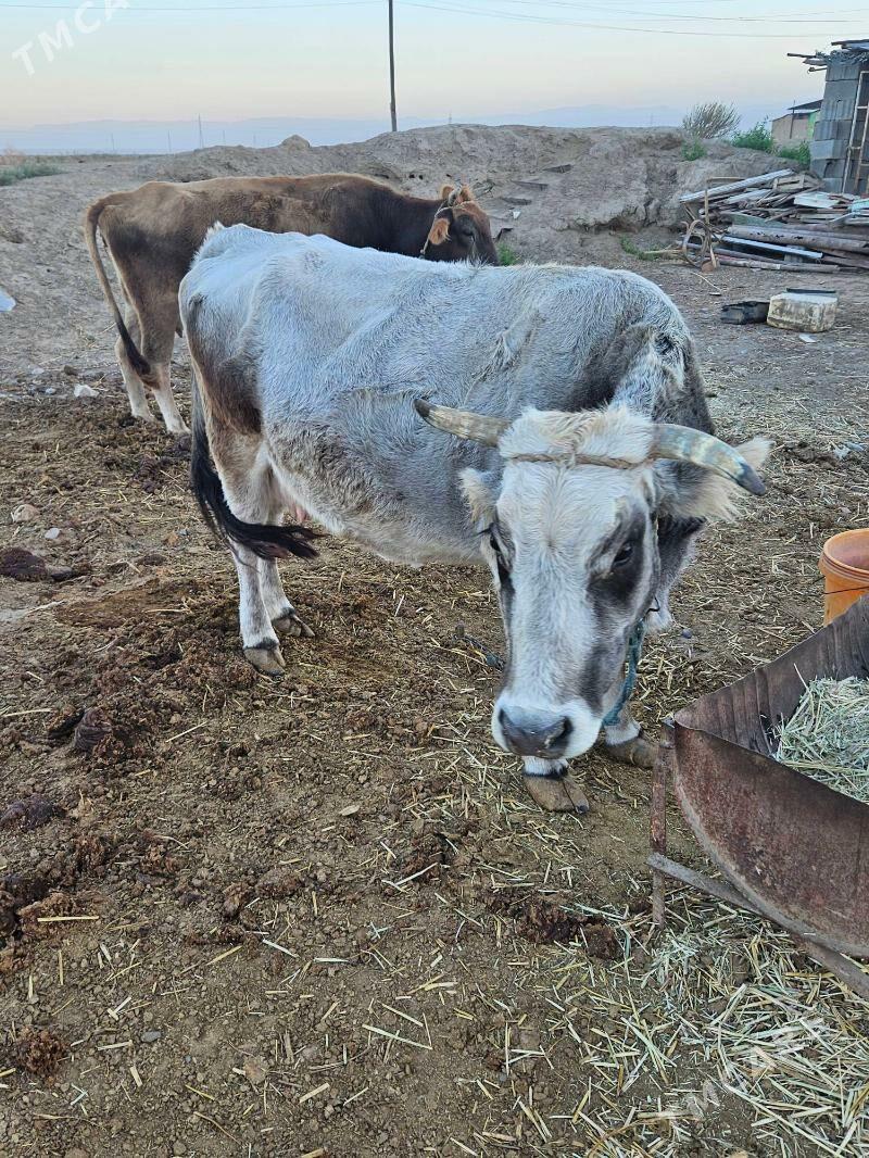 Корова - Хитровка - img 2