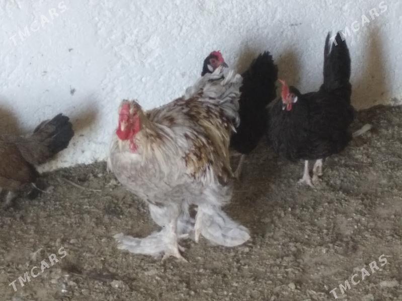 Byrama - Гызыларбат - img 2