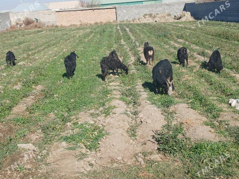 geci - Bäherden - img 2