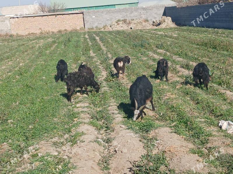 geci - Bäherden - img 3