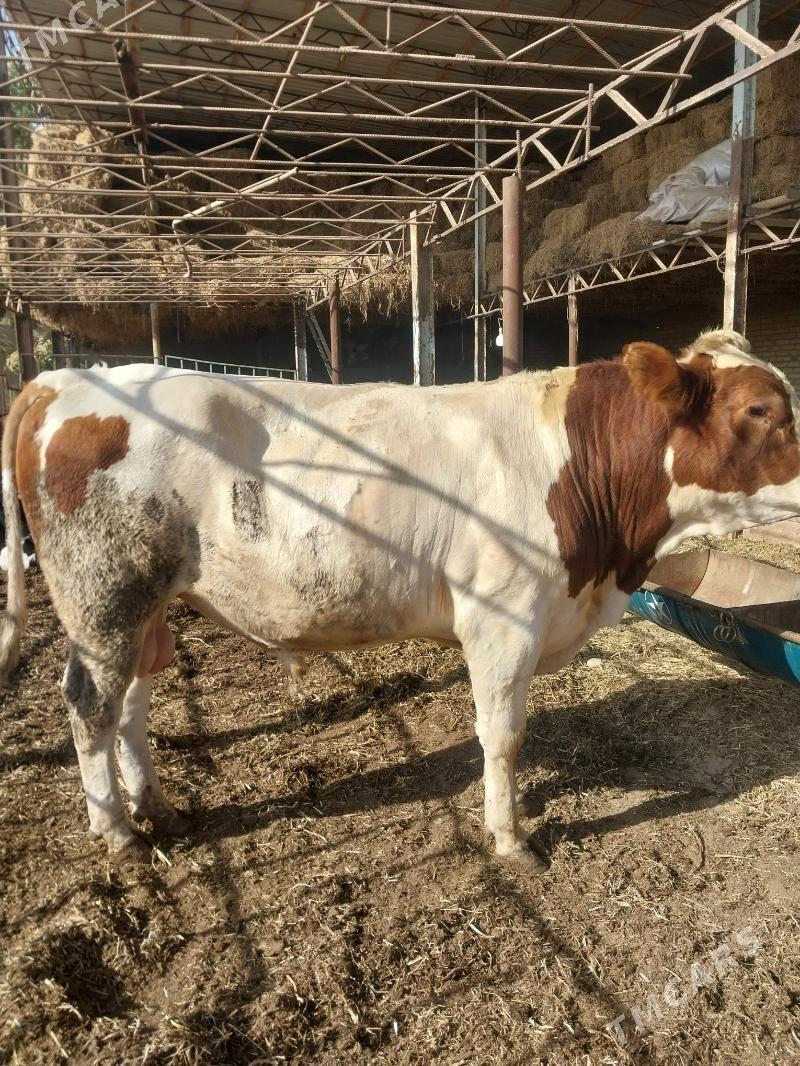 Smental okuz - Saýat - img 2