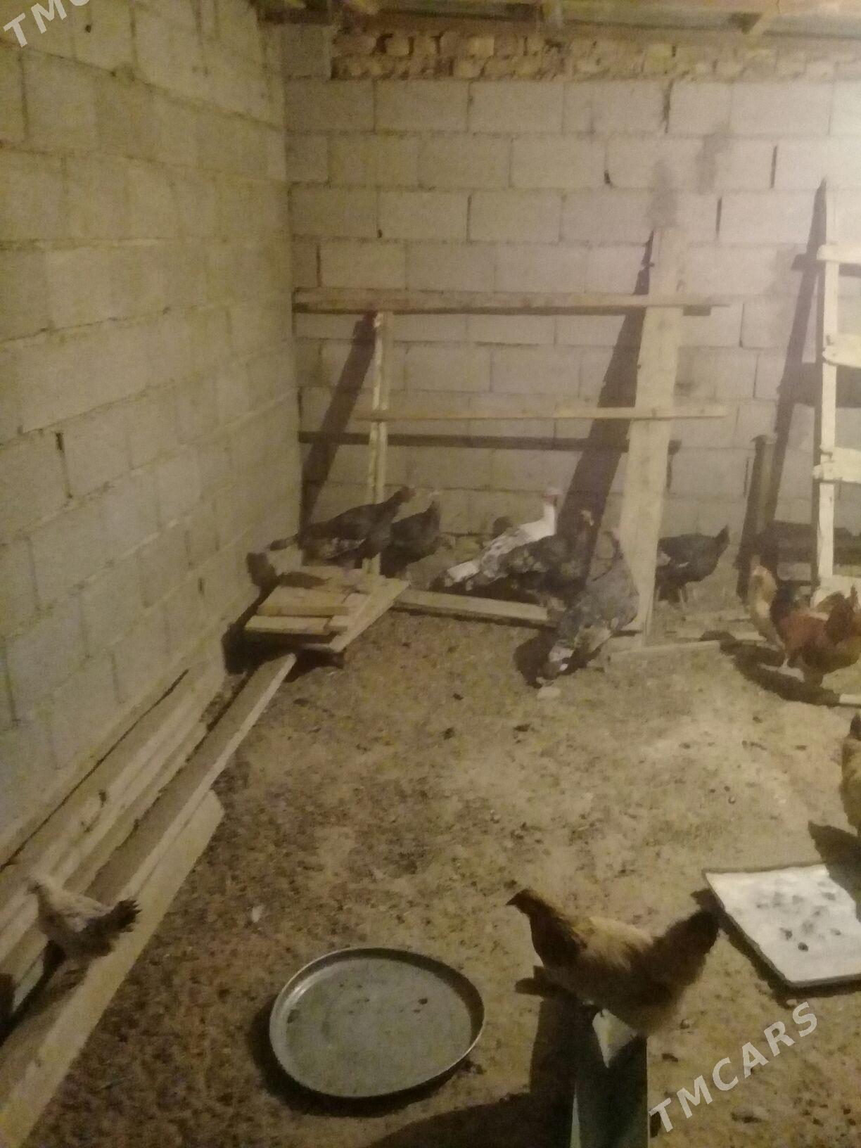 induk juje - Бахарден - img 1