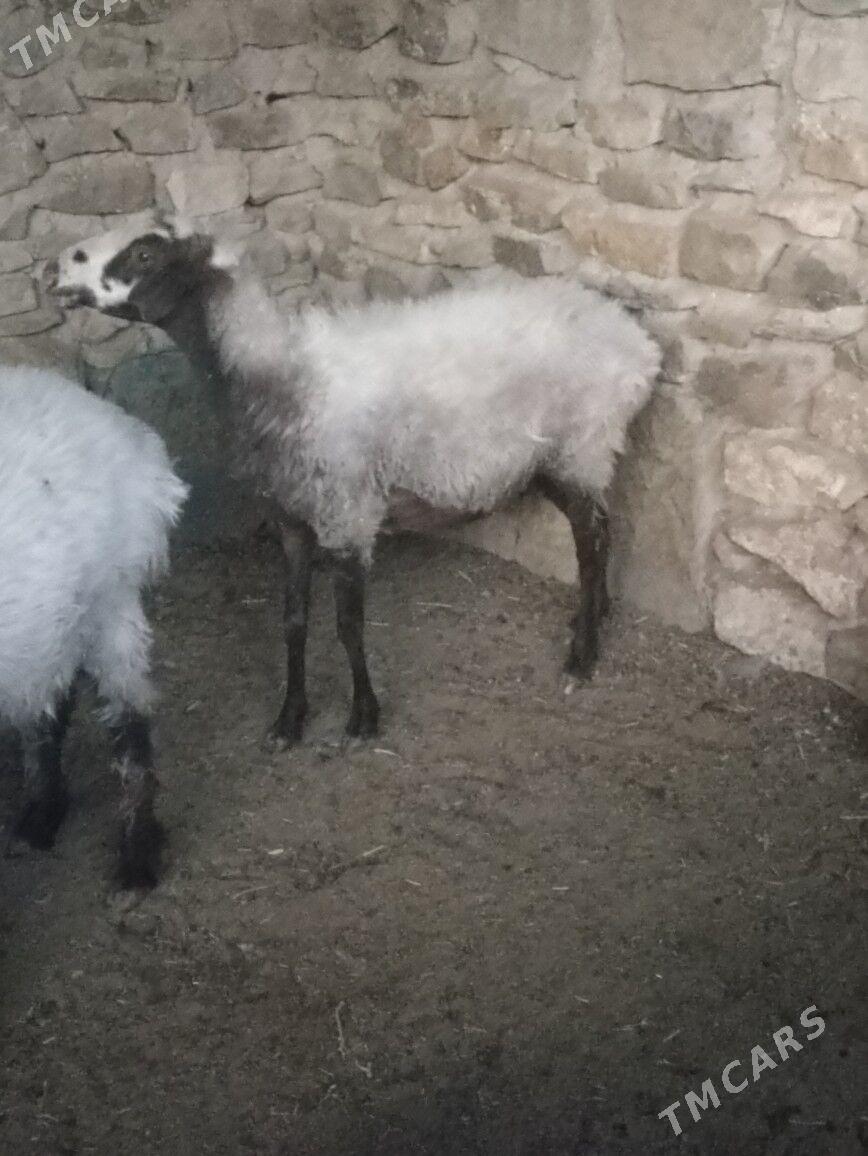 goyun - Bereket - img 1