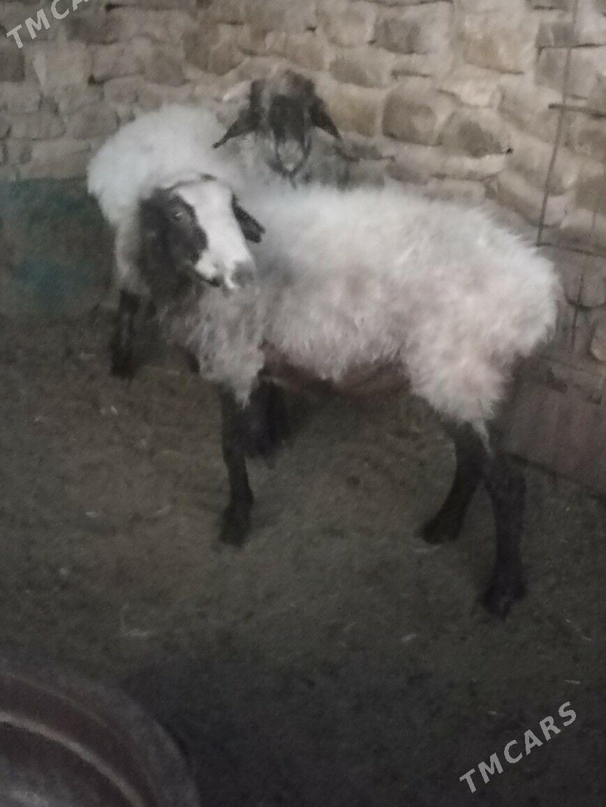 goyun - Bereket - img 2