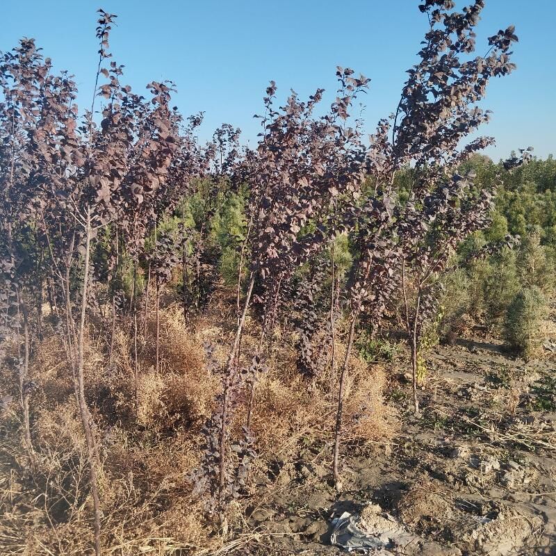 şa tut - Кака - img 2