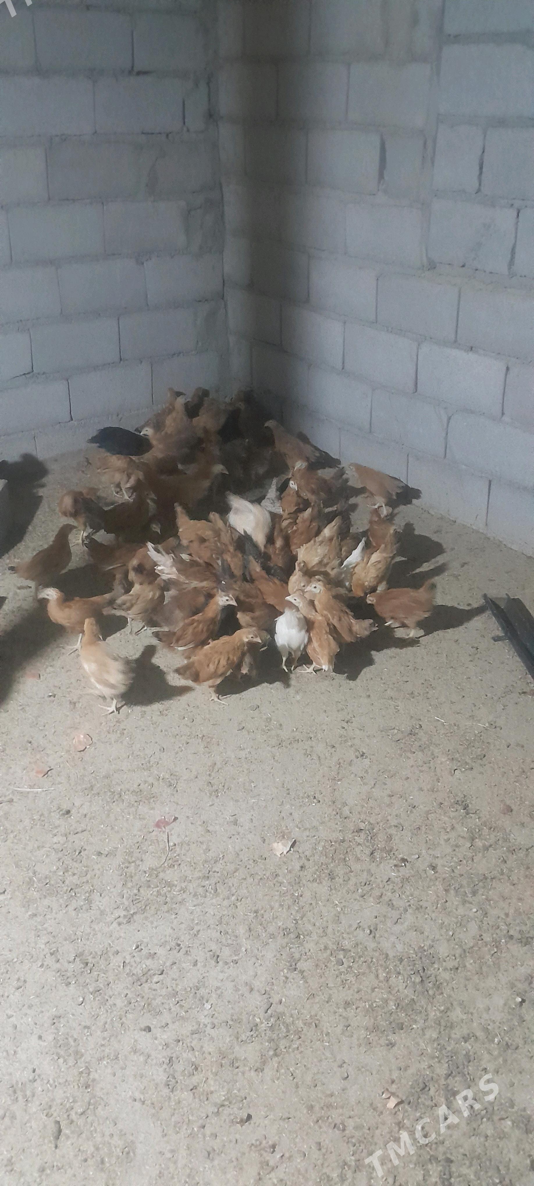 jùje - Bäherden - img 2