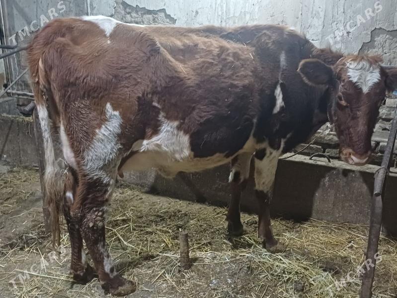 agyr bogoz gaçar - Шабатский этрап - img 3