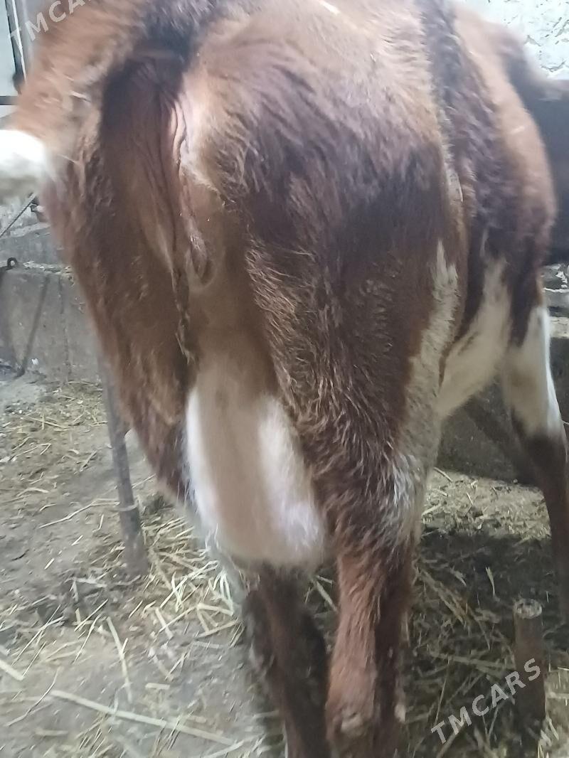 agyr bogoz gaçar - Шабатский этрап - img 4