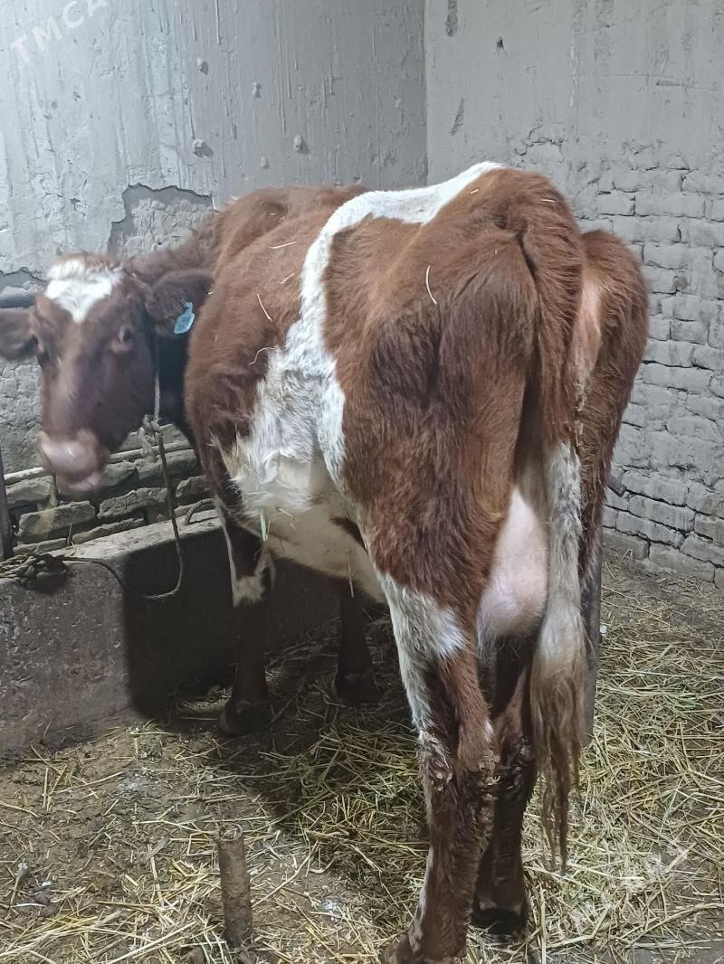 agyr bogoz gaçar - Шабатский этрап - img 1