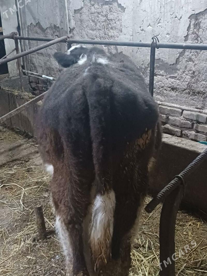 simental okuz - Şabat etr. - img 5