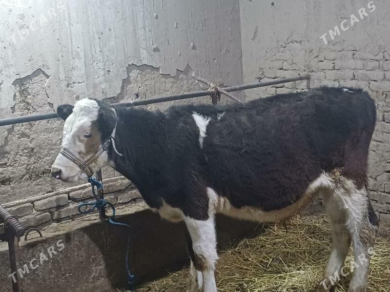 simental okuz - Şabat etr. - img 4