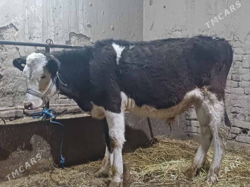simental okuz - Şabat etr. - img 3