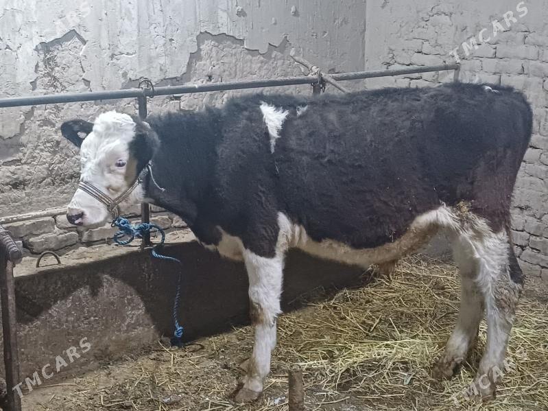 simental okuz - Şabat etr. - img 2