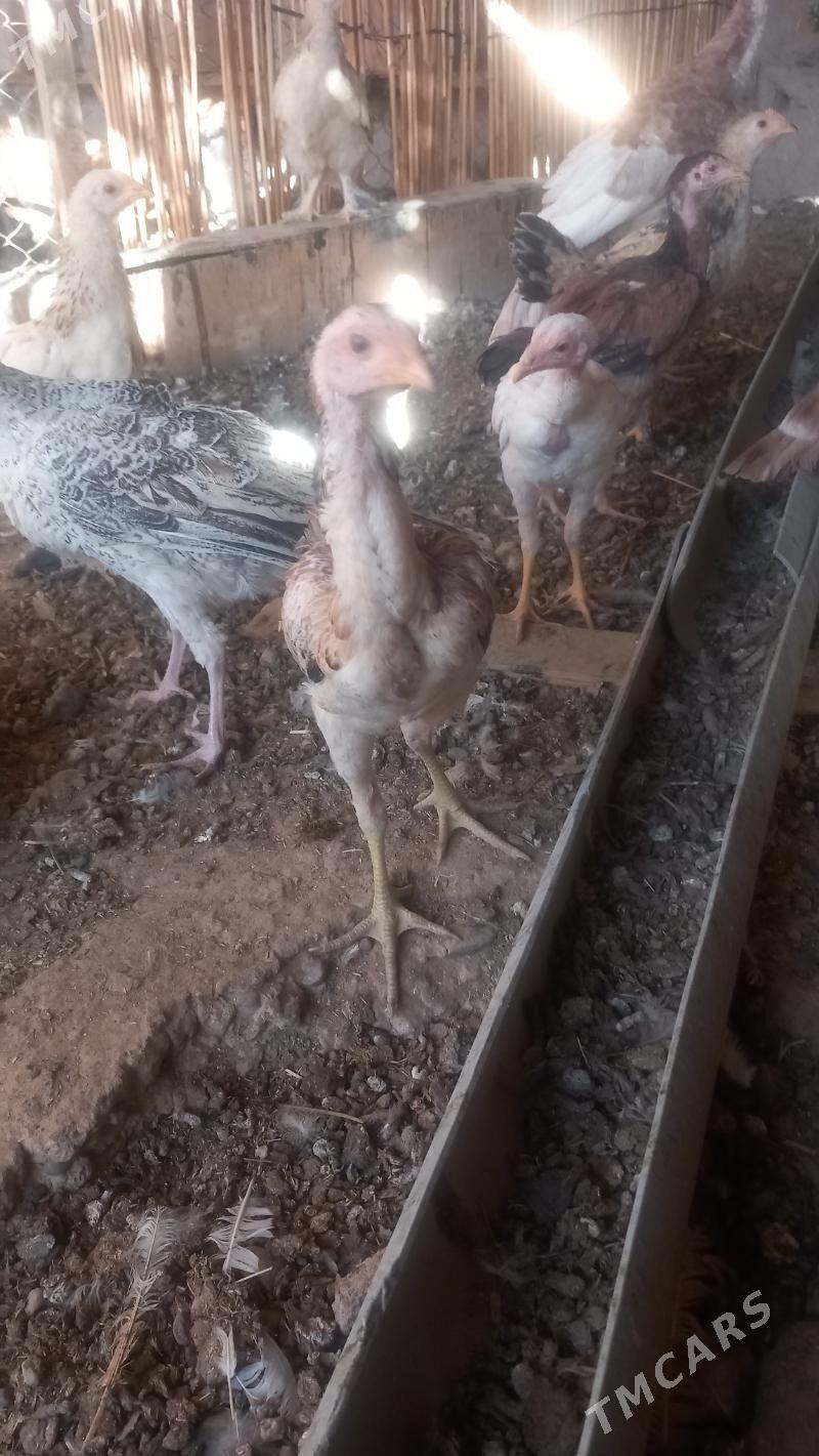 BAYES JUJELER - Kaka - img 5